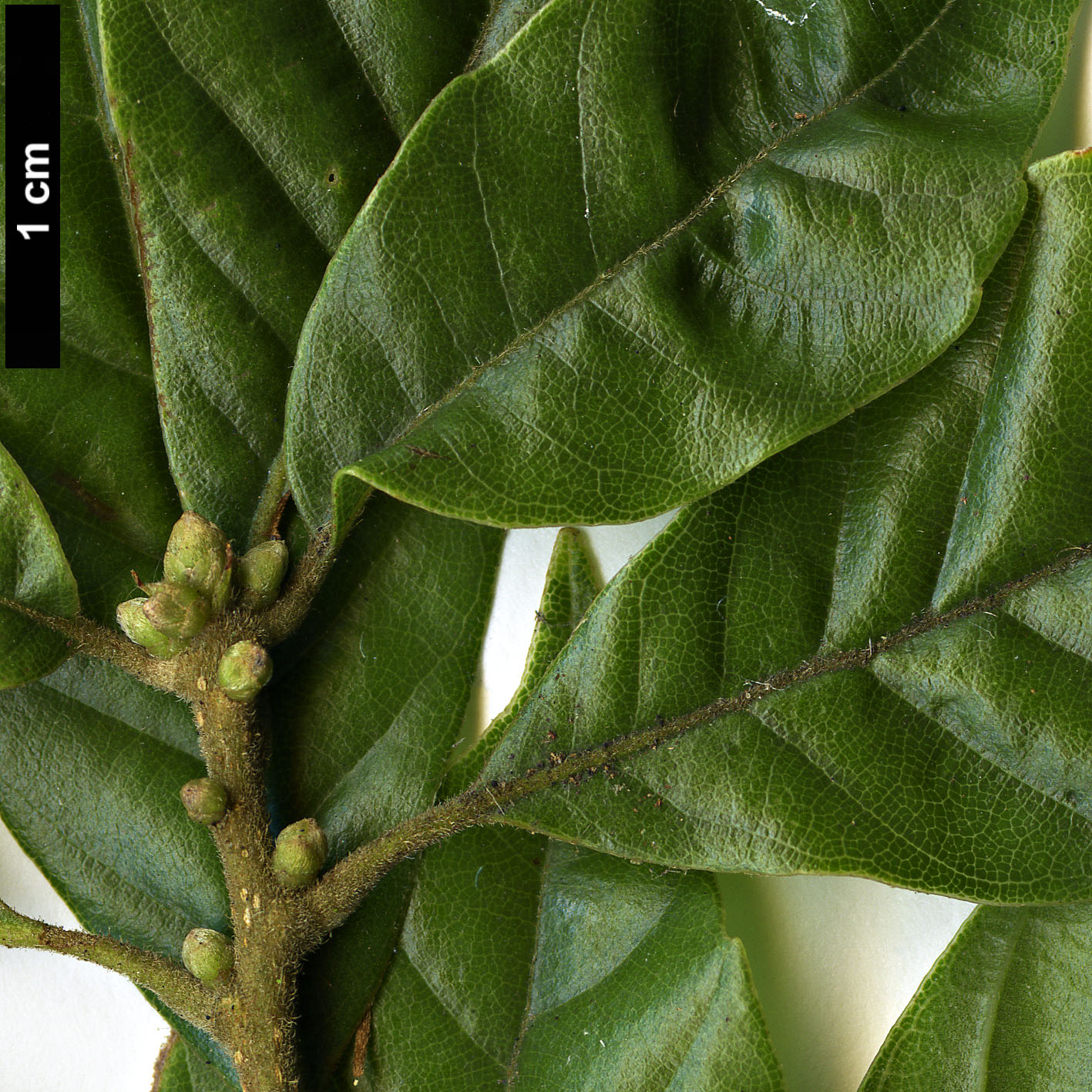 High resolution image: Family: Fagaceae - Genus: Lithocarpus - Taxon: corneus